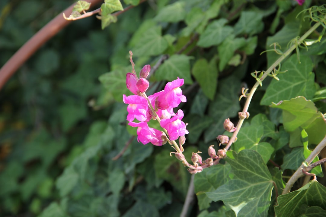 Photo Flower, Jerusalem